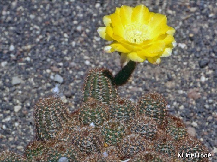 Lobivia haematantha densispina scoparia JLcoll.4817